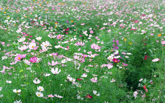 格桑花高清摄影图