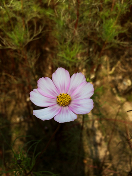 格桑花 波斯菊