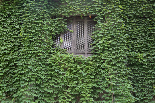 被爬山虎绿叶包围的古典木窗