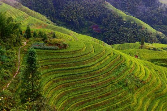 龙脊梯田 梯田