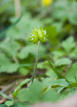 杨子毛茛果实