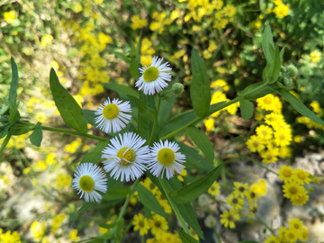 小雏菊