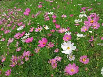 格桑花