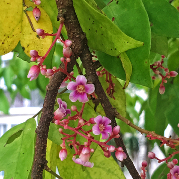 杨桃花