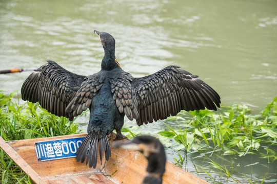 鱼鹰捕鱼