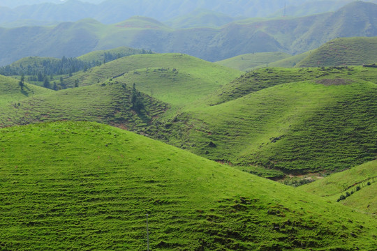 南山牧场