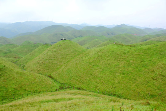 南山牧场