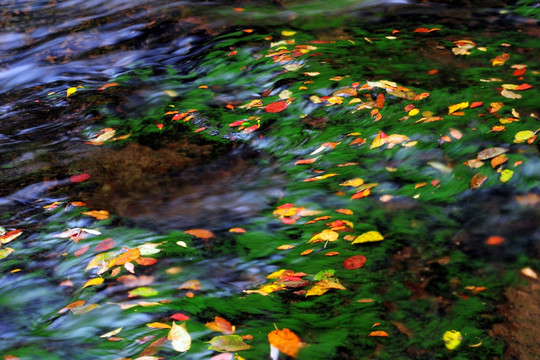 色彩斑斓的秋天 秋水 秋色