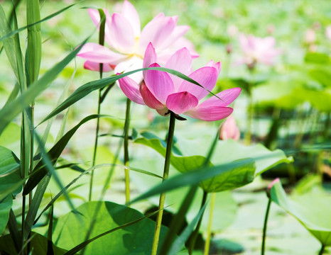 原生态荷花