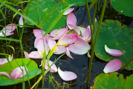 莲花瓣纷纷落