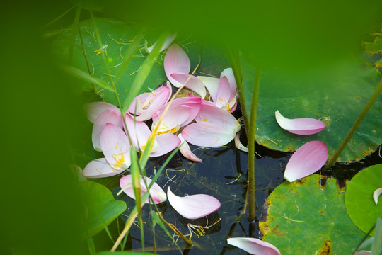 莲花瓣落后