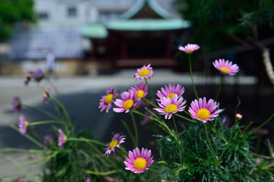 浅草寺