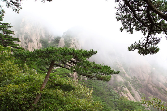 黄山松树