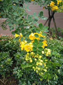 黄色花朵