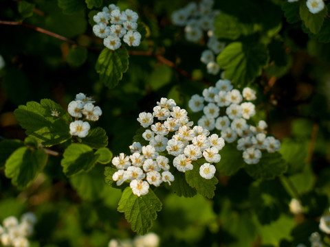 菱叶绣线菊