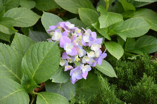 园林植物