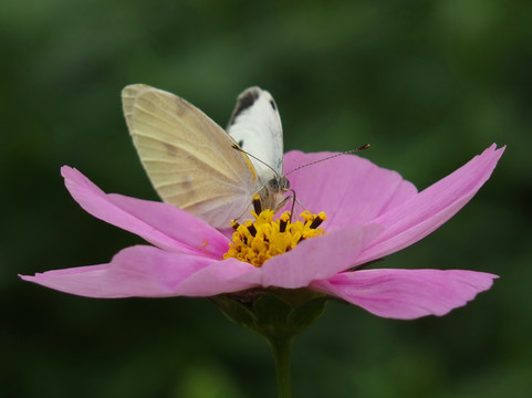 花蝴蝶