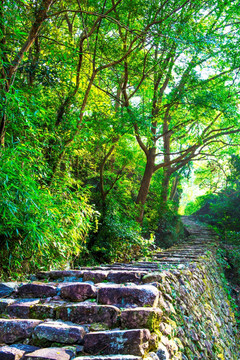 树林 山路 阳光树林 台阶