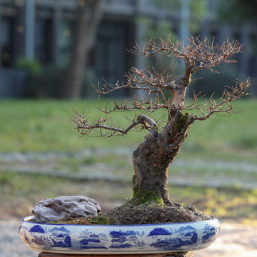 小叶榔榆盆栽盆景