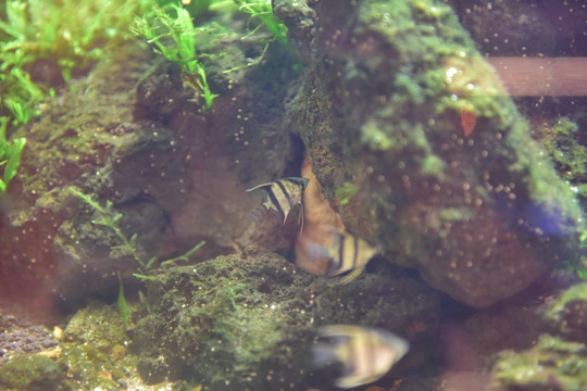 水族箱造景