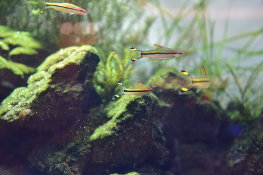 水族箱造景