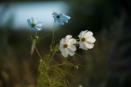 格桑花 波斯菊