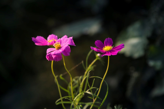 格桑花 波斯菊