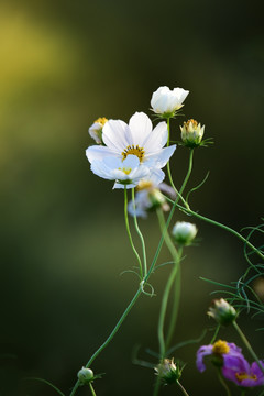 格桑花 扫帚梅