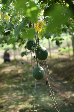 瓜篓 药瓜 野瓜 吊瓜 野葫芦