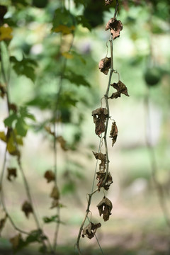 瓜篓 药瓜 野瓜 吊瓜 野葫芦