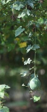 瓜篓 药瓜 野瓜 吊瓜 野葫芦