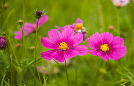 格桑花