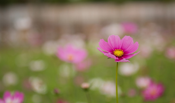 格桑花