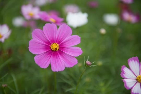 格桑花