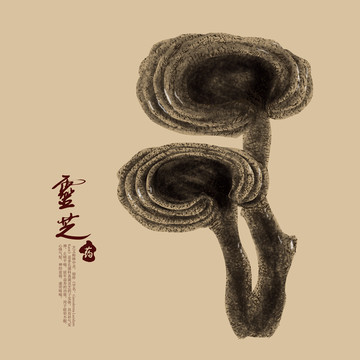 靈芝 靈芝插畫 靈芝手繪