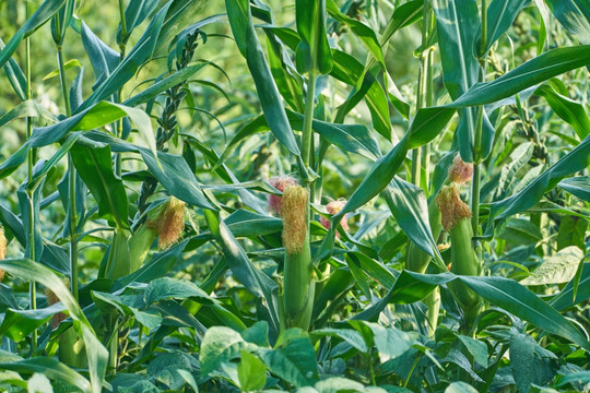 玉米套种大豆芝麻地