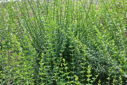 条状植物