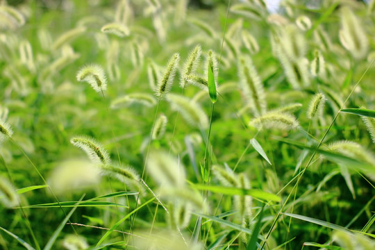 狗尾巴草