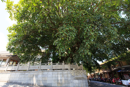 大理古城 古榕会馆