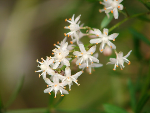 天门冬花朵特写