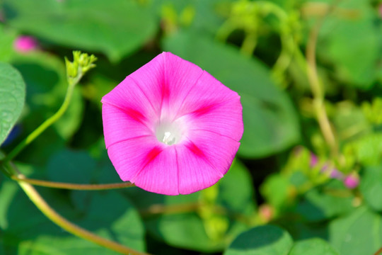 牵牛花