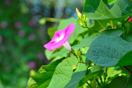 牵牛花