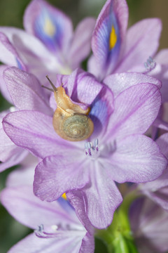 凤眼莲花与蜗牛