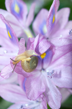 凤眼莲花与蜗牛