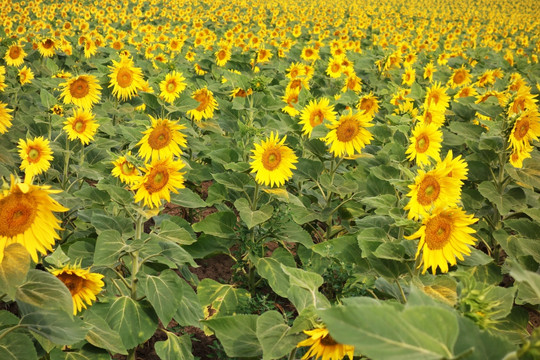 葵花地