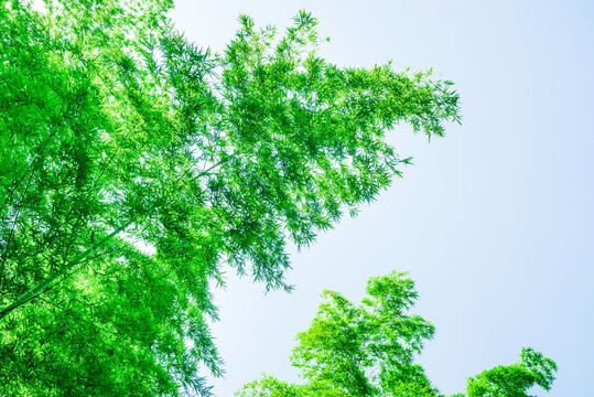 竹叶 叶子 绿叶 竹子 天空