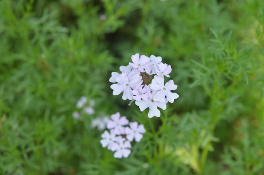 白色花朵 白色小碎花