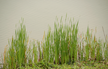 水草