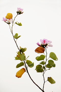 紫荆花花卉摄影