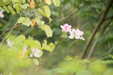 紫荆花